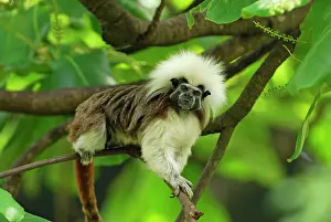 Tamarins: Cottontop Tamarin / PinchA Tamarin