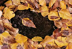 Cottonwoods: COTTONWOOD TREE LEAVES - Autumn