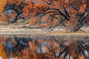 Adam: Cottonwood tree reflecting on pond, Bosque del Apache
