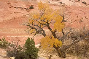 Cottonwoods: Cottonwoods / poplars in autumn colour