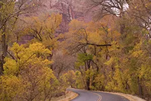 Cottonwoods: Cottonwoods or poplars in autumn colour