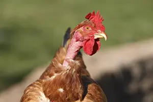 Farmyards: Cou nu hen Franche-Comte France