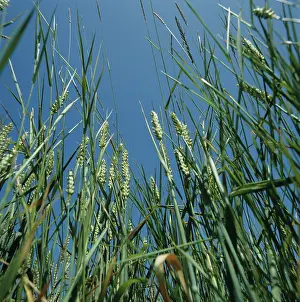Ripening: Couch (Agropyron repens) in wheat crop
