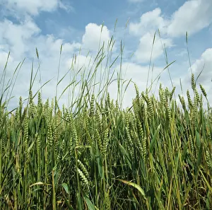 Ripening: Couch (Agropyron repens) in wheat crop