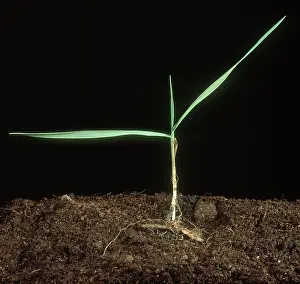 Rhizome: Couch grass