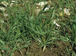 Agropyron: Couch Grass (Agropyron repens)
