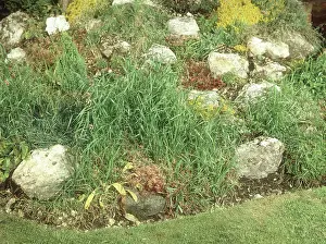 Infesting: Couch Grass Infestation