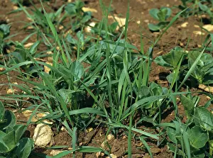 Elymus: Couch grass weed in crop of beans