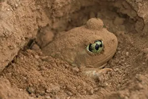 Rotating: Couch Spadefoot - Burrowing by backing into the
