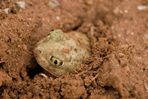 Spadefoot: Couch Spadefoot (Scaphiopus couchii) - Arizona - Burrowing