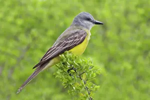 Couches: Couche's Kingbird
