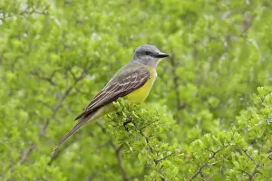 Couches: Couche's Kingbird