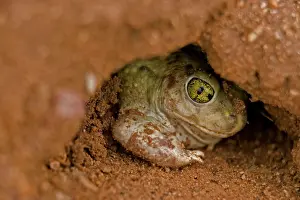 Rotating: CouchIs Spadefoot - Burrowing by backing into the