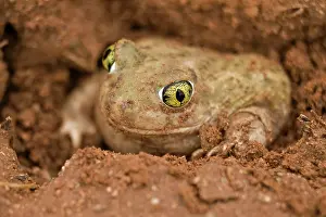 Rotating: CouchIs Spadefoot TOAD - Burrowing by backing into