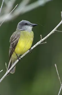 Couchii: Couch's Kingbird