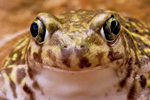 Couchs: Couch's Spadefoot - Close-up of face