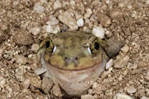 Spadefoot: Couch's Spadefoot - controlled conditions
