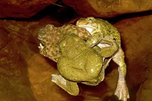 Couchs: Couch's Spadefoot - Males competing to mate with