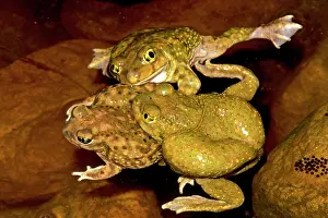 Couchs: Couch's Spadefoot - Males competing to mate
