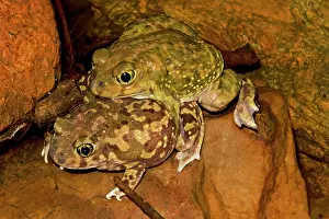 Couch's Spadefoot - Pair in amplexus