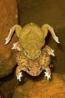 Couchs: Couch's Spadefoot - Pair in amplexus