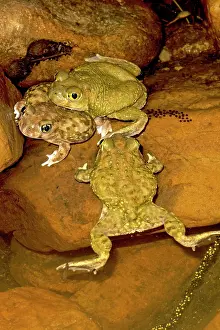 Couchs: Couch's Spadefoot - Pair in amplexus - Showing eggs laid
