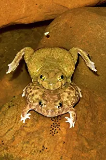 Couchs: Couch's Spadefoot - Pair in amplexus - Shows eggs being laid