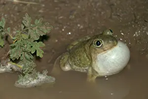 Couchs: Couchs Spadefoot-Scaphiopus couchii-male calling to attract