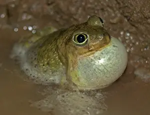 Couchs: Couchs Spadefoot-Scaphiopus couchii-male calling to attract