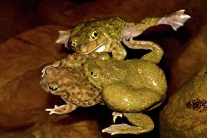 Couchs: Couchs Spadefoot (Scaphiopus couchii) Males competing to ma