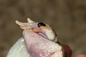 Spadefoot: Couch's spadefoot - showing the spade on the
