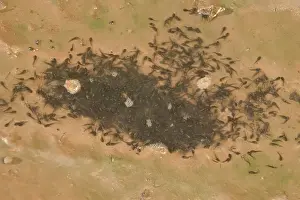 Couchs: Couch's Spadefoot - tadpoles in drying waterhole