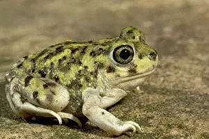 Spadefoot: Couch's Spadefoot Toad