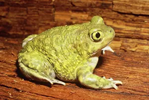 Spadefoot: Couch's Spadefoot Toad