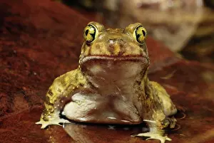Spadefoot: Couch's Spadefoot Toad