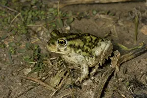 Couchs: Couch's Spadefoot Toad