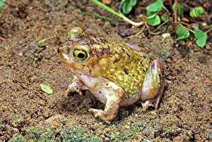 Spadefoot: Couch's Spadefoot Toad
