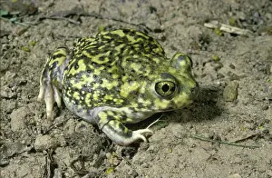 Spadefoot: Couch's Spadefoot Toad