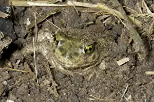 Couchs: Couch's Spadefoot Toad Burying Itself