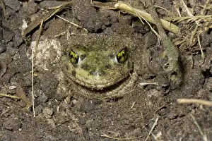 Couchs: Couch's Spadefoot Toad Burying Itself