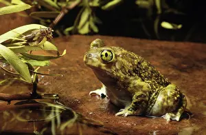 Spadefoot: Couch's Spadefoot Toad contemplating prey