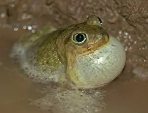 Couchs: Couch's Spadefoot TOAD - Male calling to attract female