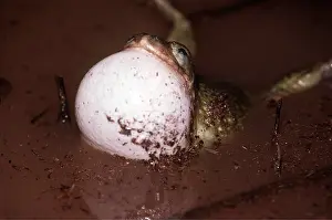Toads: Couch's Spadefoot Toad - in mud
