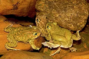 Couchs: Couch's Spadefoots - Males competing to mate with one female