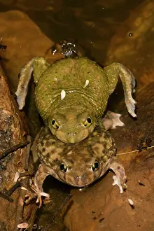 Couchs: Couch's Spadefoots - Mating