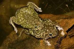 Couchs: Couch's Spadefoots - Mating