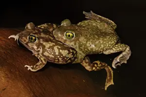 Spadefoot: couch's spadefoots, Scaphiopus couchi, pair in amplexus