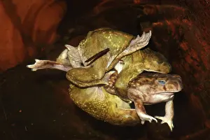Sounds: Couch's Spadefoots (Scaphiopus couchii) - Males