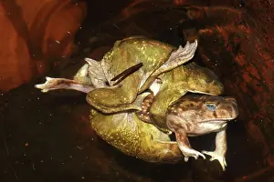 Couchs: Couchs Spadefoots-Scaphiopus couchii - Males competing to m