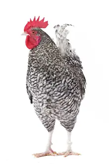 Coucou: Coucou des Flandres Chicken Cockerel / Rooster